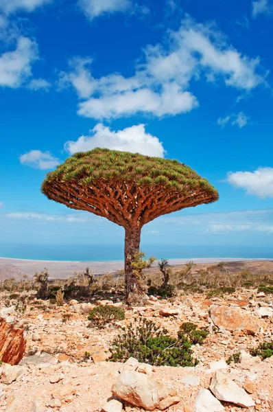 A Dragon Blood trees, overview of Arabian Sea and of the island, Socotra, Yemen