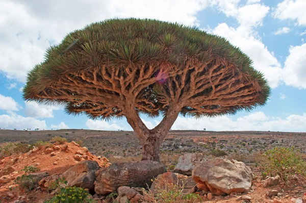 Dragon Blood tree, red rocks, canyon, Shibham, protected area of Dixam, Socotra island, Yemen