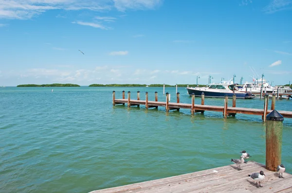 Speedboats, pier, seagulls, birds, Key West, Keys, Cayo Hueso, Monroe County, island, Florida