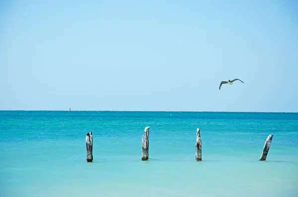 Higgs beach pier, bird, seagull, cormorant, wooden stakes, sea, Key West, Keys, Cayo Hueso, Monroe County, island, Florida