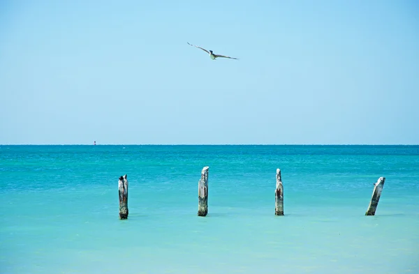 Higgs beach pier, bird, seagull, cormorant, wooden stakes, sea, Key West, Keys, Cayo Hueso, Monroe County, island, Florida