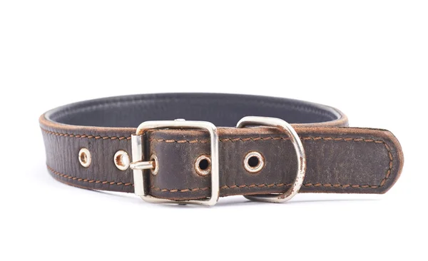 Old leather dog-collar isolated