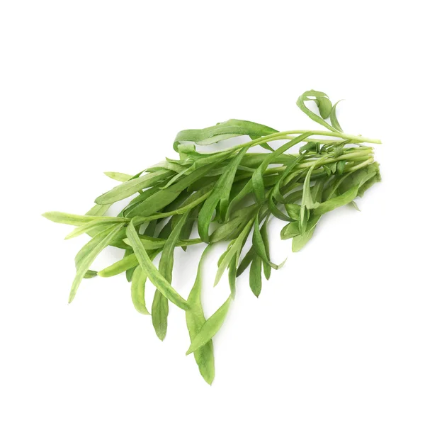 Tarragon perennial aromatic culinary herbs