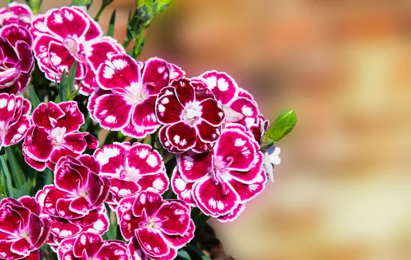 Closeup of speckled gillyflowers or sweet williams.