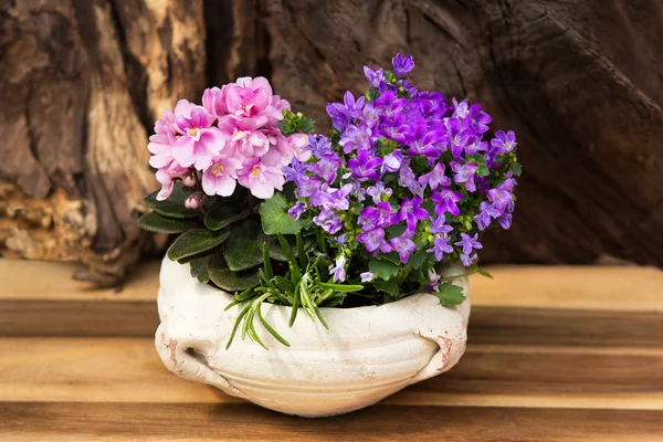 Pink and lilac indoor flowers with many blossoms in a earthen pot.