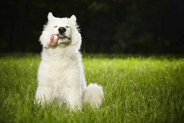 Female puppy of Swiss white sheppard eating meat