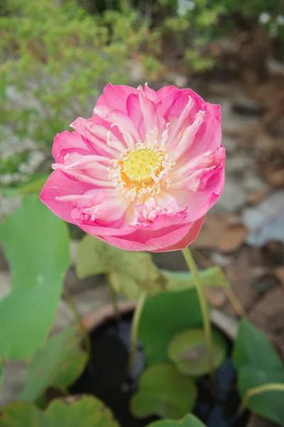 Big pink lotus in clay pot