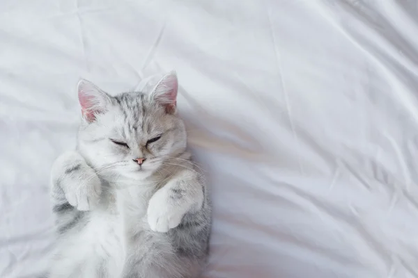 Kitten sleeping on white bed