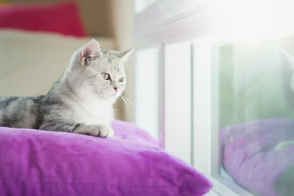 Cute American Shorthair cat lying on pillow and looking out the window