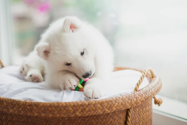 Siberian husky puppy lying in a basket