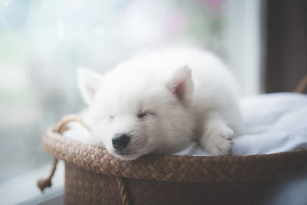 Cute white puppy sleeping on wicker bed