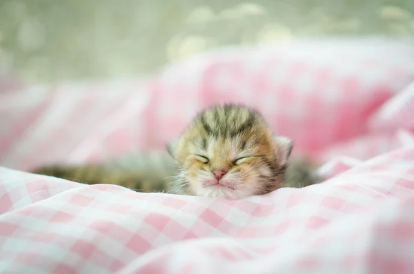 Newborn kitten sleeping