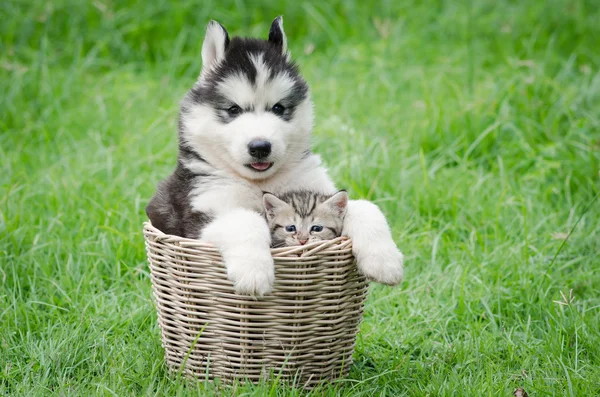 Cute puppy and kitten in basket