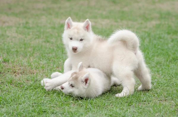 Two siberian husky puppy on green grass