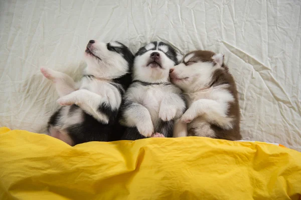 Cute siberian husky puppies sleeping