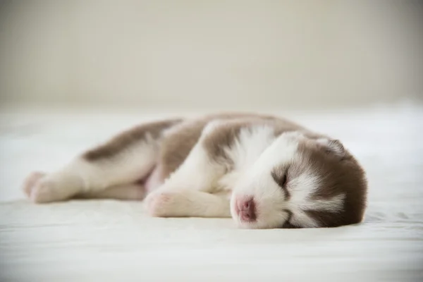 Cute siberian husky puppy sleeping