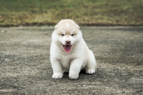 Cute siberian husky puppy sitting on concrete floor