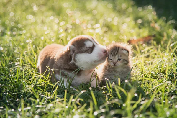 Cute siberian husky puppy and tabby kitten lying