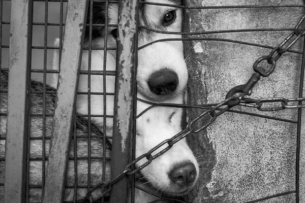 Sad dog locked in the cage