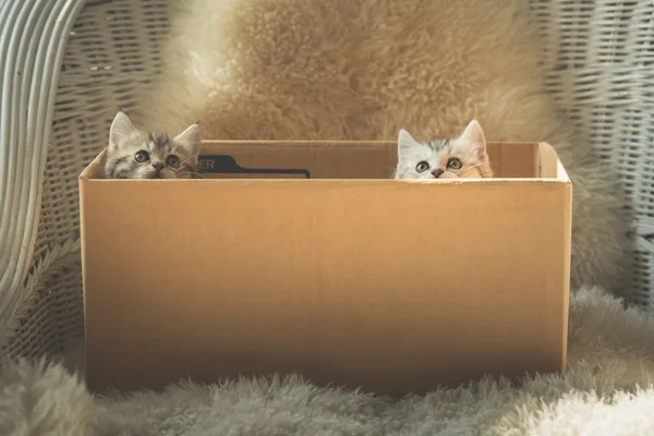Cute tabby kittens  in a box