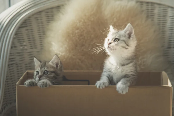 Cute tabby kittens  in a box