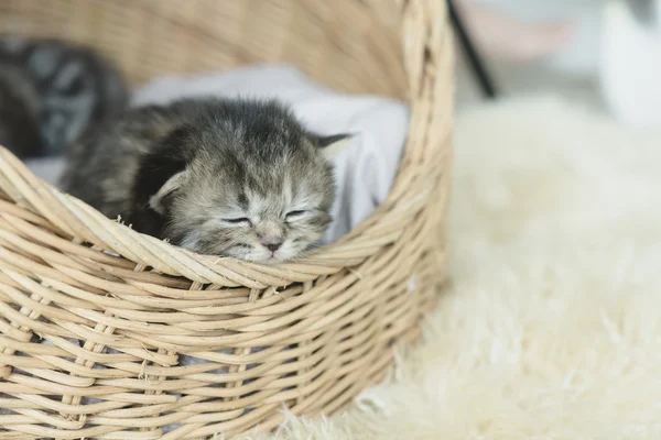 tabby kittens sleeping and hugging in a basket