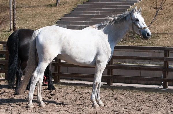 The white horse training