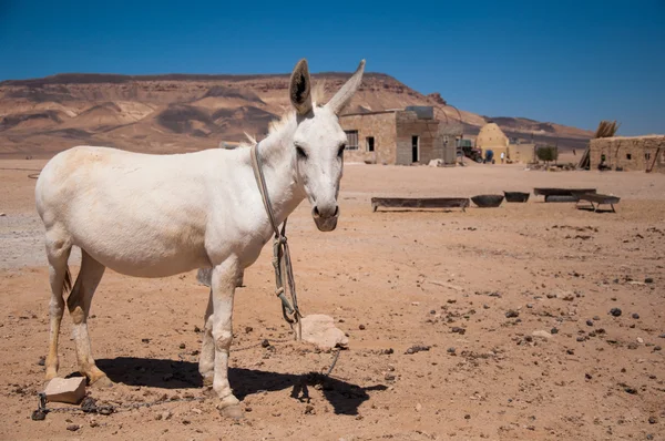 White donkey in the Syrian