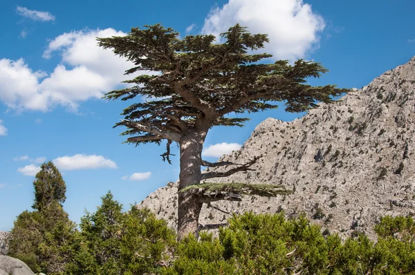 Cedar Tree (Cedrus libani)