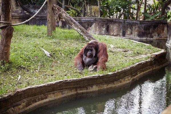 The adult male of the Dominant  orangutan