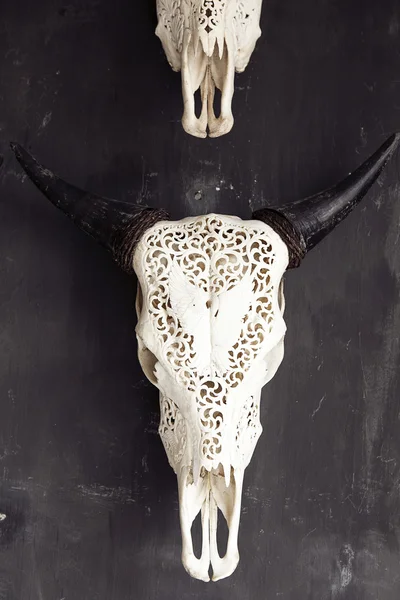 Engraved white skull of an asian water buffalo