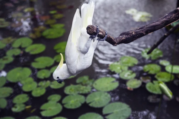Funny White parrot in a tropical forest playing crazy
