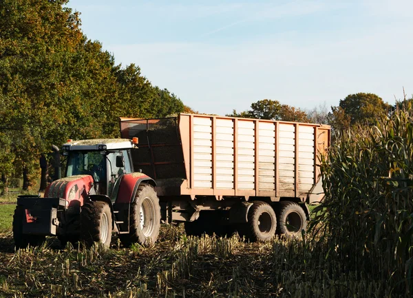 Forage at harvest of corn silage in order