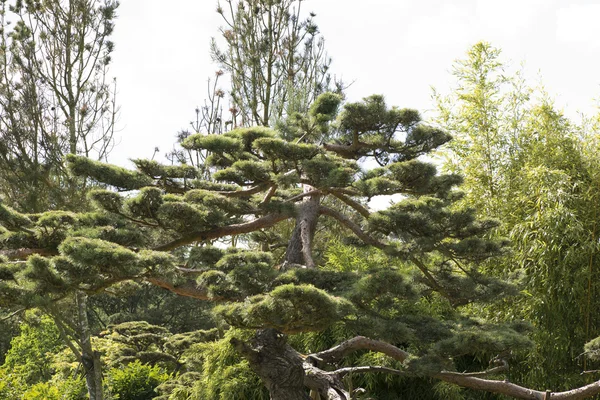 Japanese black pine Pinus thunbergii