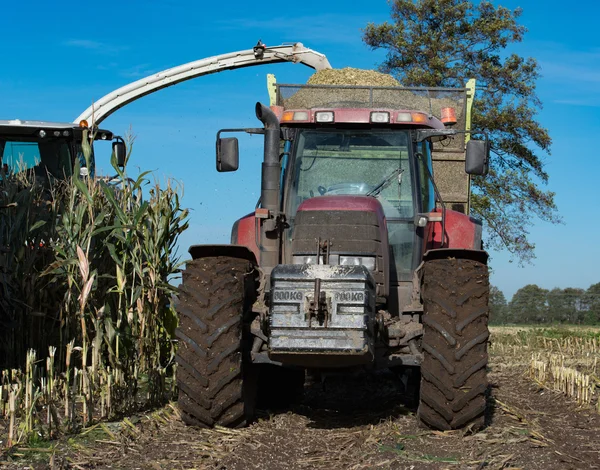 Corn crop for biogas energy