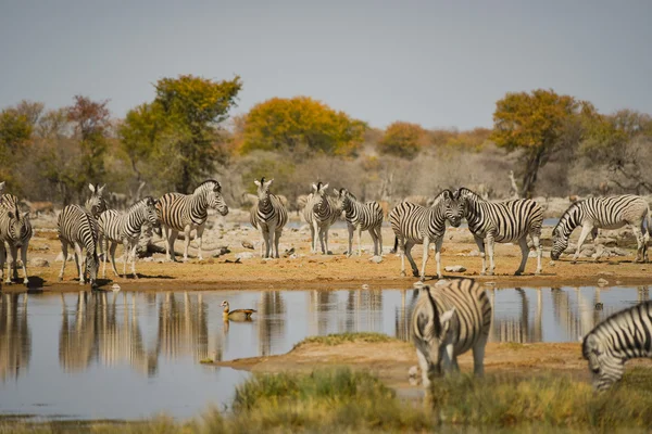 Zebras in the savannah of African Etosha National Park