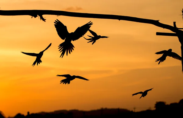 Parrots flying in the sky.