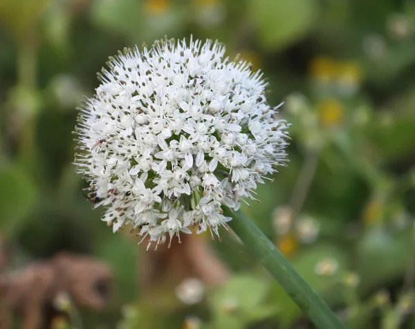 White Garlic flowers