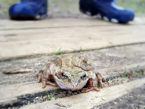 Frog on the path