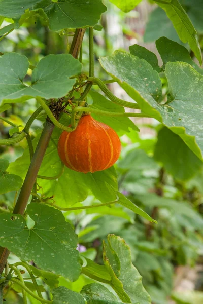 Fruit and vegetable food ---- pumpkin