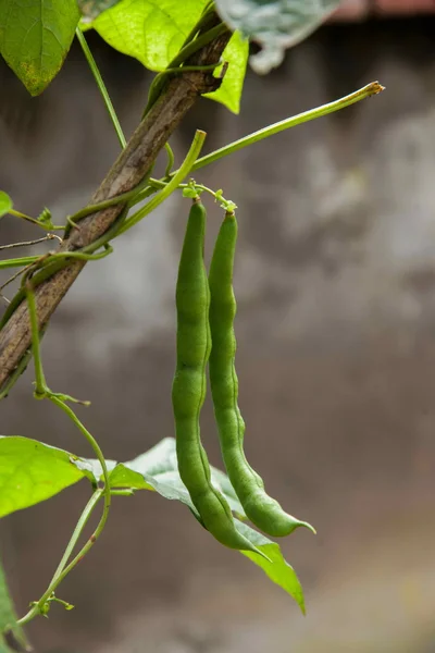 Fruit and vegetable food ---- beans