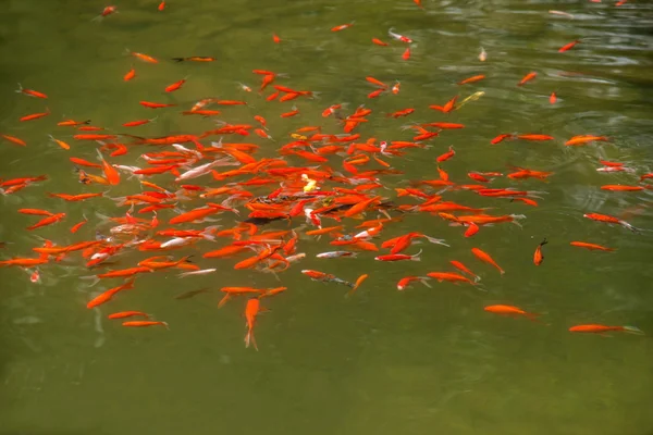 Chongqing famous scenic Black Mountain Valley Canyon gold fish pond