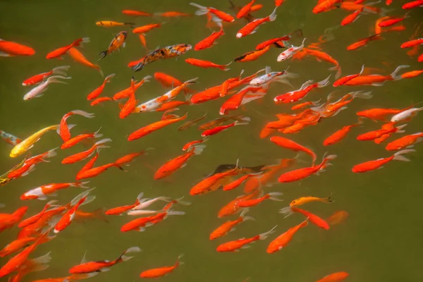 Chongqing famous scenic Black Mountain Valley Canyon gold fish pond