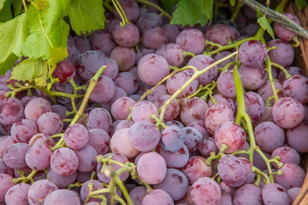 Lijiang, Yunnan Shuhe healthy food fruits grapes -------