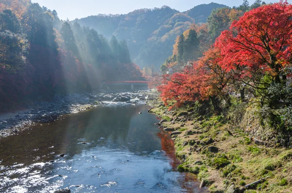 Color Autumn Leaf and River in Japan