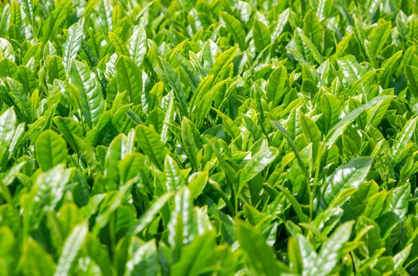 Japanese green tea field in shizuoka, Japan