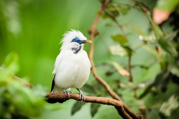 White exotic bird on a branch
