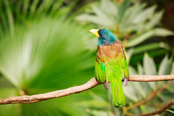 Exotic colorful bird sitting on a branch