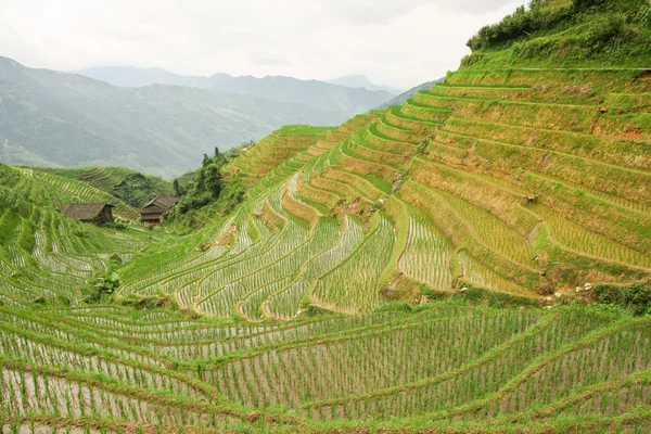 Rice fields in longshen china