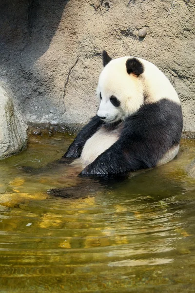Giant panda sitting in water